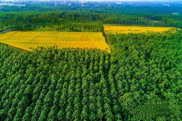 安阳市龙安区2019年-2020年国储林项目